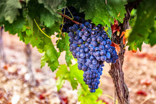 Special Offers on Red Wine