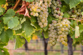 Special Offers on White Wine